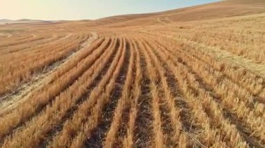 Stubble alan sonrası hasat desenleri ve satırları oluşturur