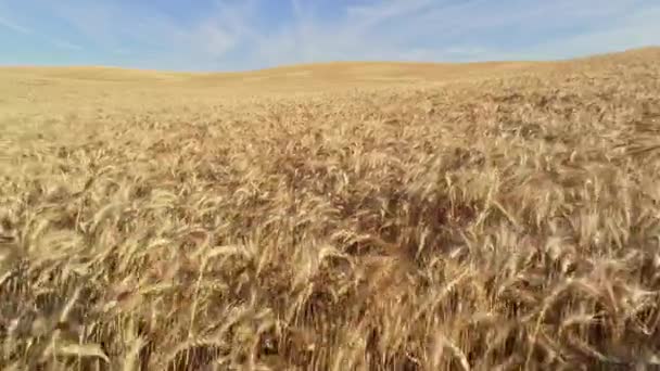 Buğday Taneleri Hasat Edilmeden Hemen Önce Bitki Saplarının Üstlerini Tartılır — Stok video