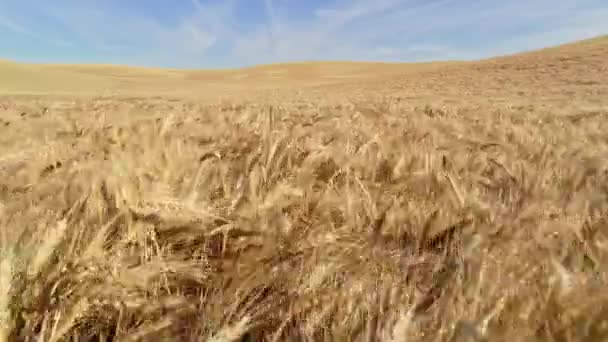 Rüzgarda Esen Olgun Buğday Tarlasında Uçmak — Stok video