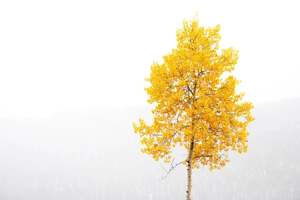 秋色雾气中的孤零零的杨树 — 图库照片