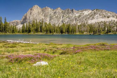 Dağlı bir gölde yabani çiçekler 