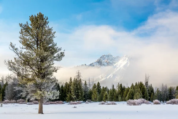 Nieve cubierta montaña y pino claro niebla — Foto de Stock