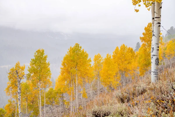 Bosque de árboles de Aspen otoñales en una ladera de montaña en la niebla — Foto de Stock