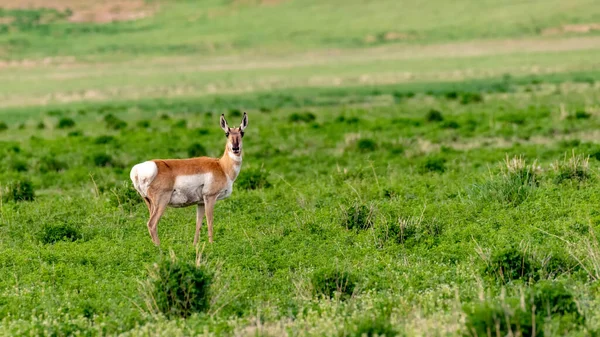 Çimenlikteki Vahşi Hayvan — Stok fotoğraf