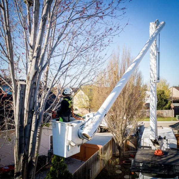 Professional Tree Company Works Remove Tree Homeowners Backyard — Stock Photo, Image