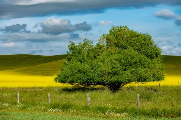 Campo Canola Com Cerca Árvore Gramíneas Verdes — Fotografia de Stock