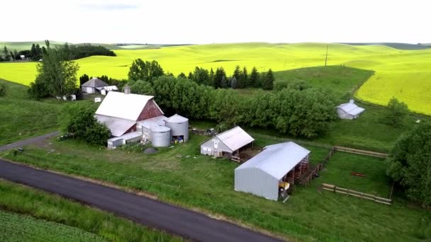 Idaho Farm Körülvéve Sárga Canola Mezők — Stock videók
