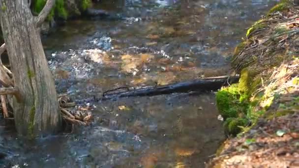 Ruisseau Sauvage Dans Une Forêt Idaho — Video