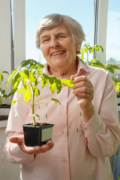 家庭の隔離でトマトの苗を育てる高齢女性の肖像画 隔離中の正のクレーズカウイド — ストック写真