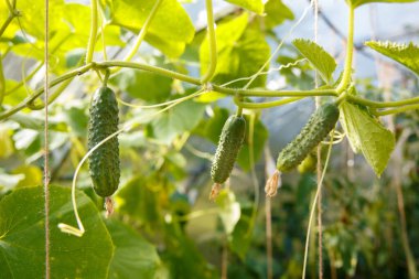 Sera salatalıkları. Genç salatalıklar çalılıklarda yetişir. Ev yapımı salatalıklar.