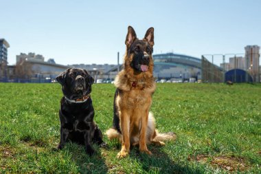 Alman çoban köpeği ve Kara Labrador oturur ve sahibinin emirlerini dinlerler..