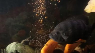 Akvaryumdaki büyük tatlı su balıklarını beslemek. Akvaryumdaki su altı dünyası gibi..