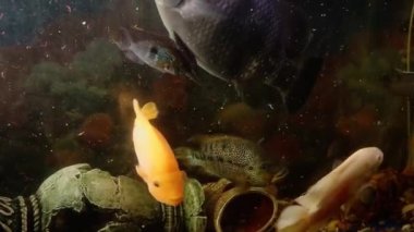 Akvaryumdaki büyük tatlı su balıklarını beslemek. Akvaryumdaki su altı dünyası gibi..