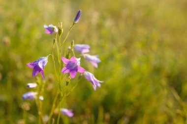 Güzel açık mavi bir Harebell çiçeği Campanula rotundifolia.