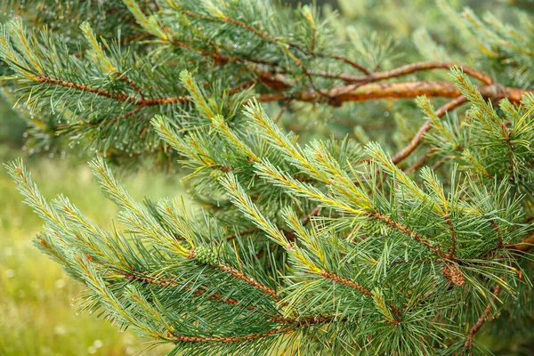 Branches Common Pine Stretch Sun Spring Season — Stock Photo, Image