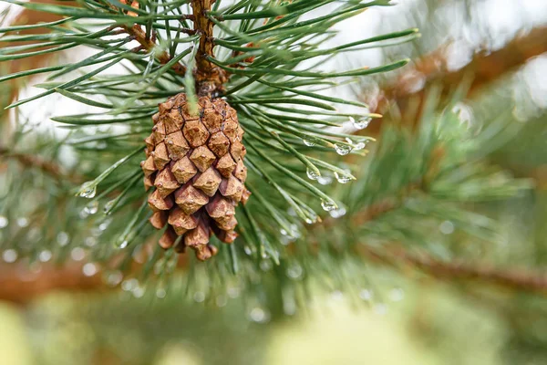 Pine Branch Cone Raindrops Defocus — Stock Photo, Image