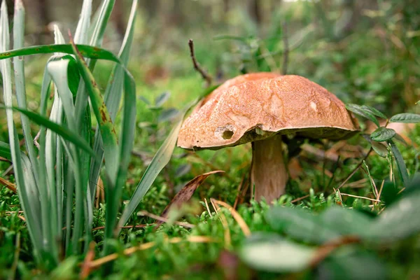 Piękny Biały Grzyb Porannym Słońcu Boletus Edulis Środowisku Naturalnym — Zdjęcie stockowe