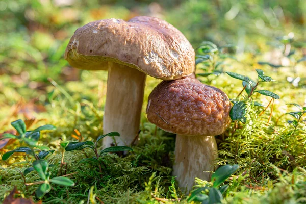 Piękny Biały Grzyb Porannym Słońcu Boletus Edulis Środowisku Naturalnym — Zdjęcie stockowe