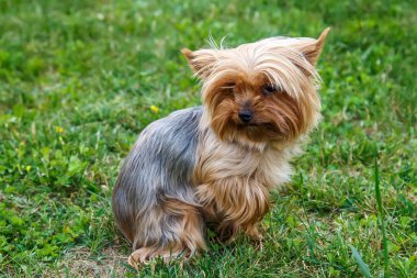 Küçük Yorkshire Teriyeri çim biçiyor. Yorkie Köpek