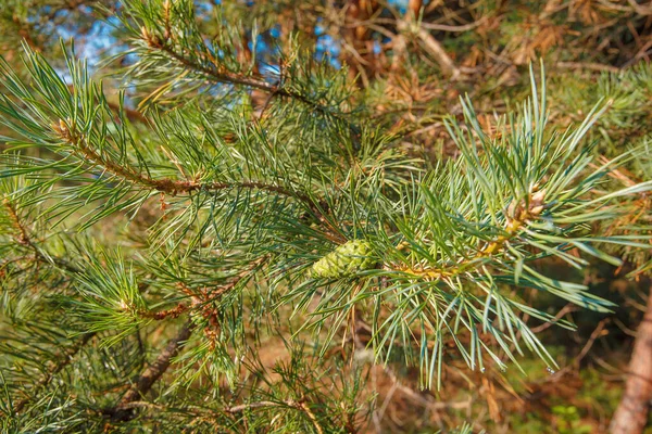 Needles Cones Pine Branch Summer — Stock Photo, Image