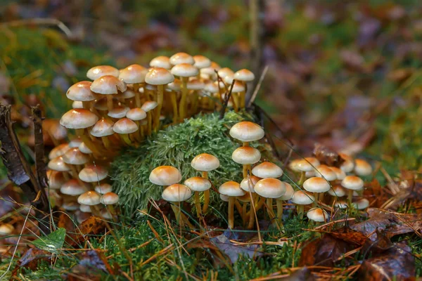 Grzyby Rosnące Zgniłym Pniu Drzewa Armillaria Mellea — Zdjęcie stockowe