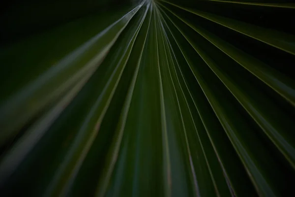 Фотографія Близького Відрізка Пальмового Листя — стокове фото