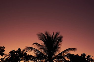 Hindistan cevizi, meyveler ve Mango ağacı