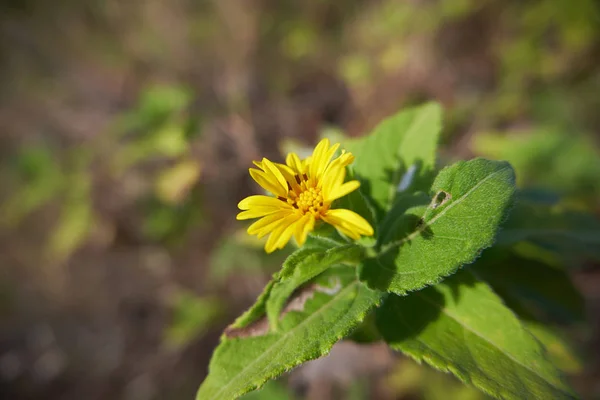 Uma Flor Silvestre Amarela Florescida Frente Algumas Ervas Daninhas — Fotografia de Stock