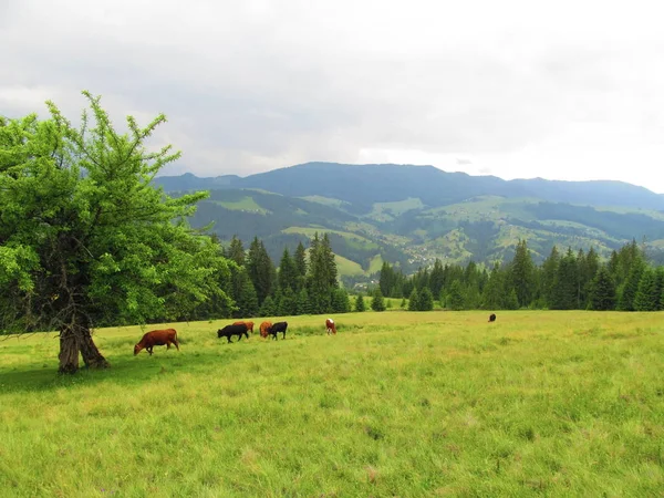 İnekler Karpat Dağları ile manzara