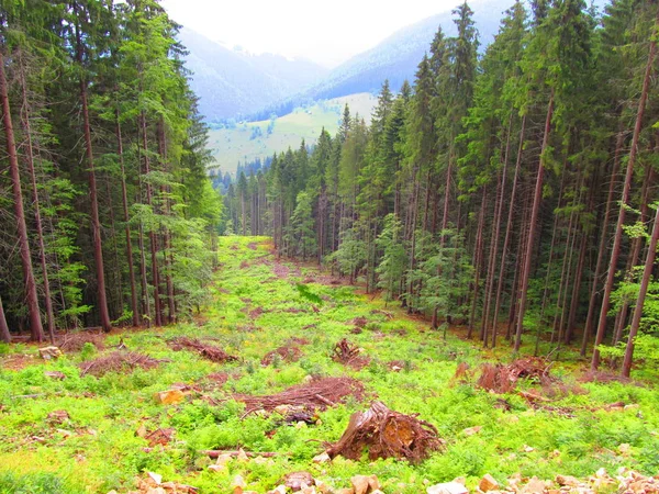 Karpat dağlarından manzara