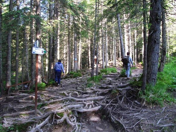 Hegymászás Mount Hoverla Ukrajna — Stock Fotó