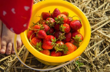 sahada çilek toplama
