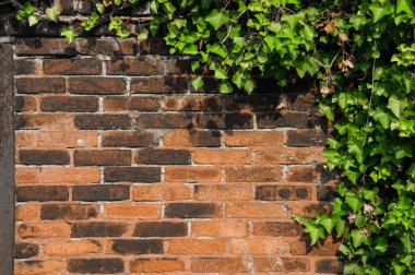 Ivy ve hava kökleri tuğla duvar, büyük bir kırmızı tuğla zemin yakınındaki