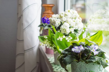 pencere, beyaz aranjmani ve mor güzel tencere güzel çiçekler