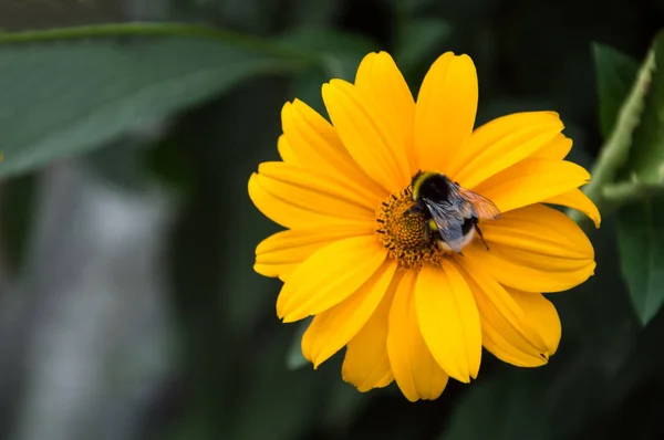 Bee collects nectar from a yellow flower. bright summer image — Stock Photo, Image