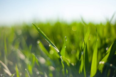Yeşil çimenlerin üzerinde yağmur damlaları. Yağmurdan sonra çimenlerin makro çekimi. Bahar genç çim