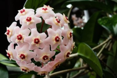 Güzel çiçek Hoya önümüzdeki