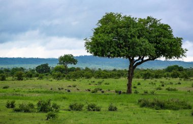 Afrika mikumi bir ağacın altında yabani kuşlar