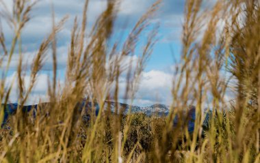 buğday dağlar bir arka plan üzerinde