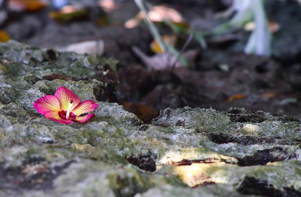 Flor de paraíso umbilical selvagem em pedras cobertas de musgo — Fotografia de Stock