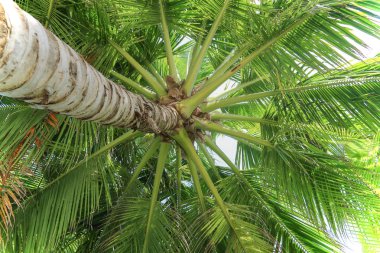 hindistan cevizi olmadan hindistan cevizi ağacı