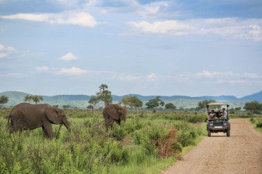 turistler Safari