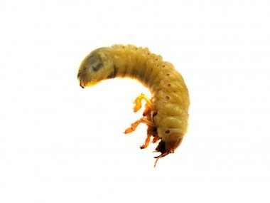 Mayıs böceği larvası