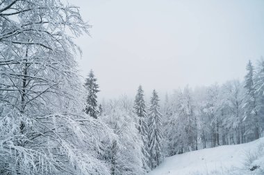 Slovence woods karla kaplı