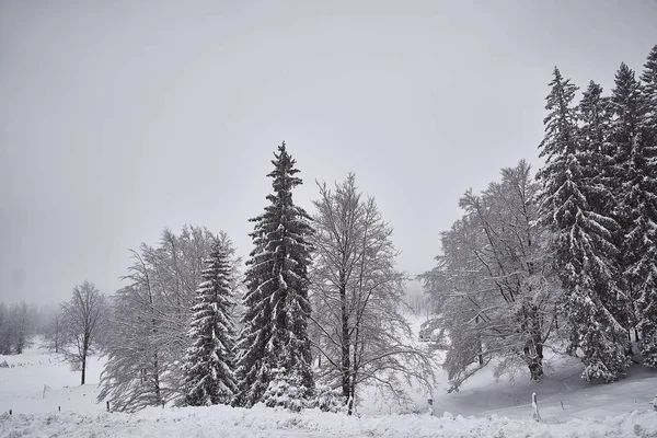 Slovence woods karla kaplı