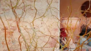 Çiçek ve eski büyük pot kayar