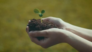 Kadın bitki toprak ile onun elinde - kamera kaydırıcıyı tutar