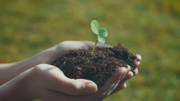 Las manos de mujer sostienen la planta con la tierra - la cámara en el control deslizante — Vídeos de Stock