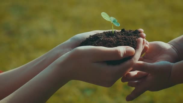 Kezében a gyermek figyelembe a növény nő - fű háttérbeli kezéből — Stock videók