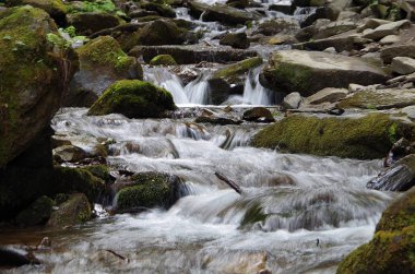 Orman Eko sistemi yaşayan ölü